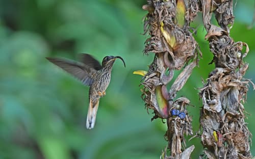 Buff-tailed Sicklebill
