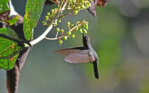 Buff-thighed Puffleg