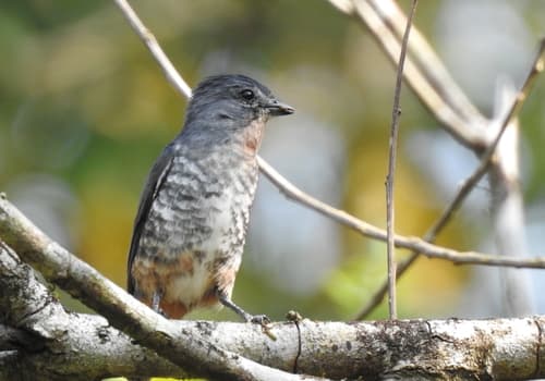 Buff-throated Purpletuft