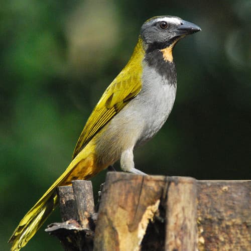 Buff-throated Saltator