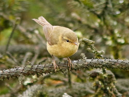 Buff-throated Warbler