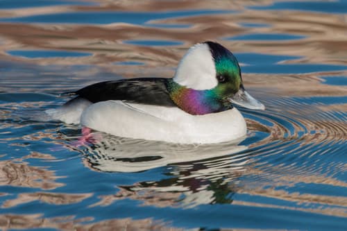 Bufflehead