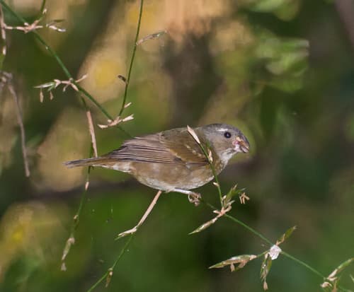 Buffy-fronted Seedeater