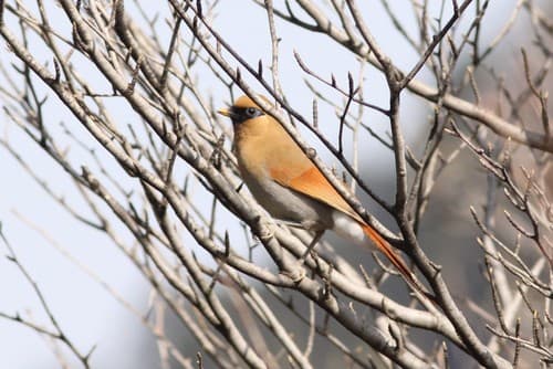 Buffy Laughingthrush