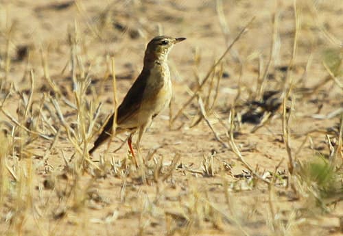 Buffy Pipit