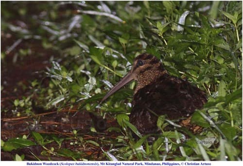 Bukidnon Woodcock