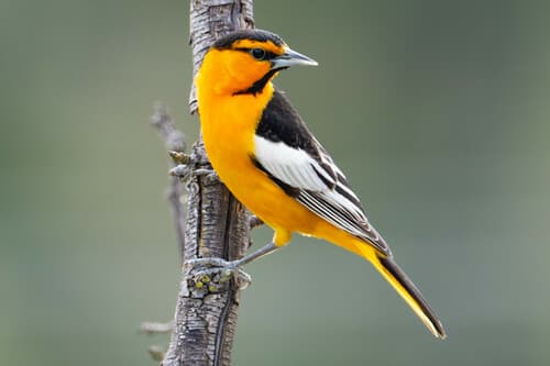 Bullock's Oriole