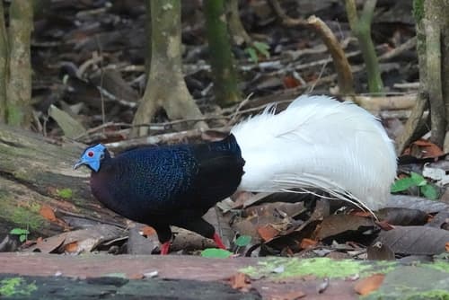 Bulwer's Pheasant