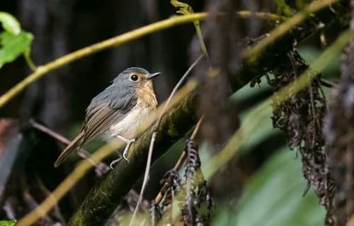 Bundok Flycatcher