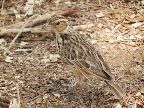Burmese Bushlark