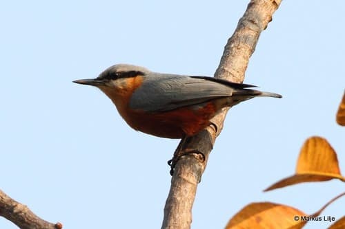 Burmese Nuthatch