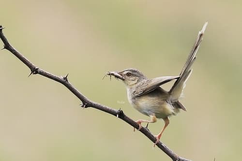 Burmese Prinia