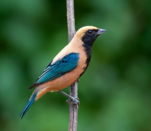 Burnished-buff Tanager
