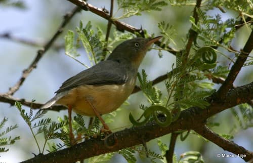 Burnt-neck Eremomela