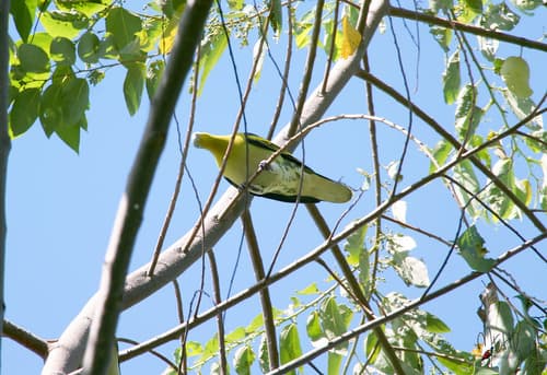 Buru Green-Pigeon