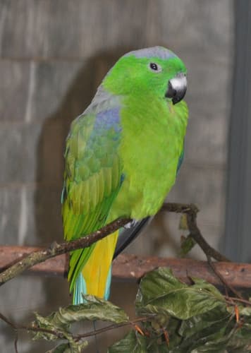 Buru Racquet-tail