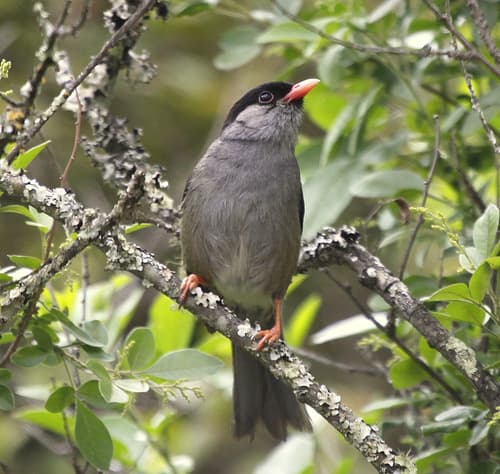 Bush Blackcap