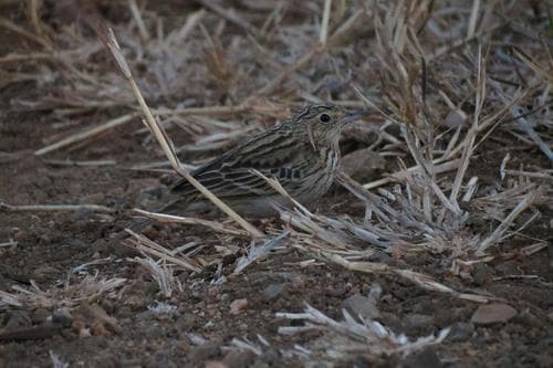 Bush Pipit