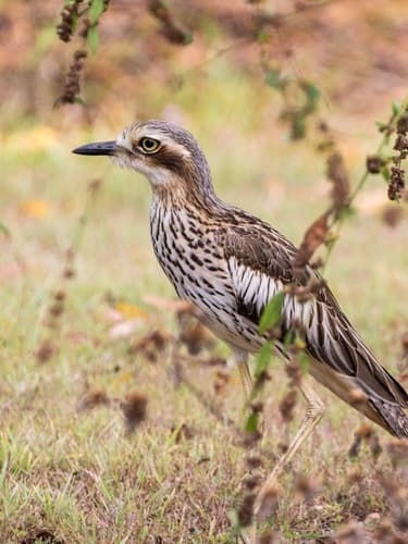 Bush Stone-curlew