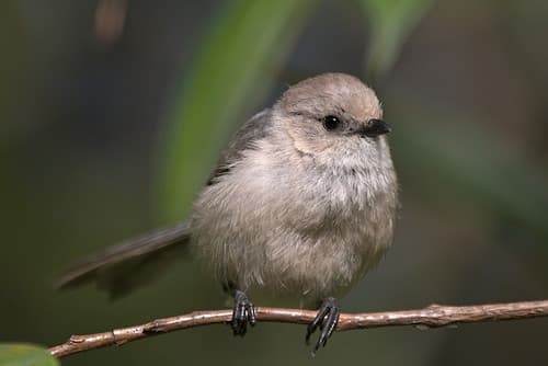 Bushtit