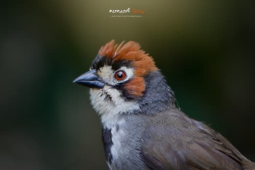 Cabanis's Ground-Sparrow