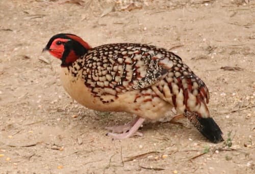 Cabot's Tragopan