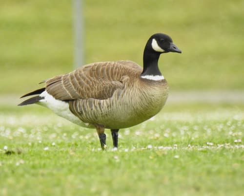 Cackling Goose