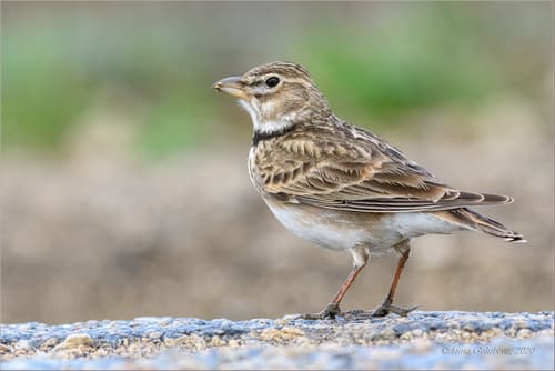 Calandra Lark