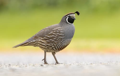 California Quail