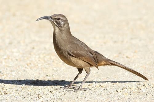 California Thrasher