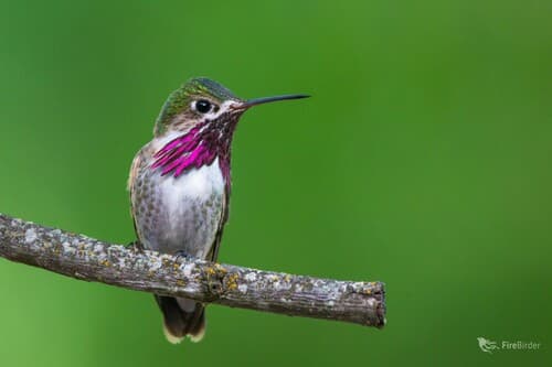 Calliope Hummingbird