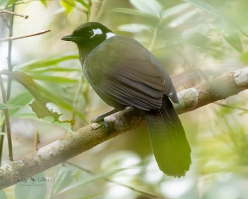 Cambodian Laughingthrush