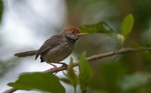 Cambodian Tailorbird