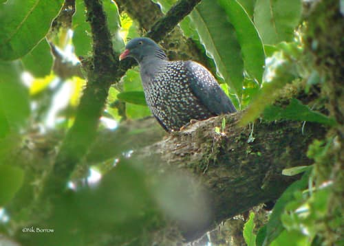 Cameroon Pigeon