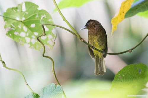 Camiguin Bulbul