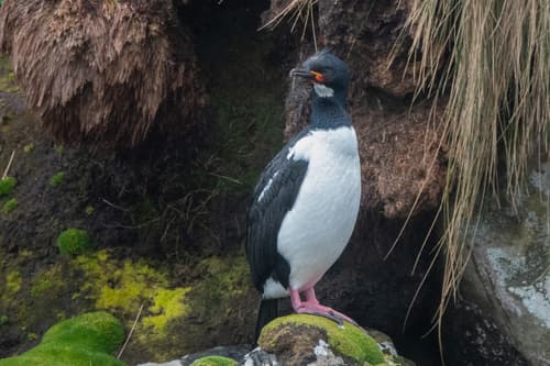 Campbell Island Shag