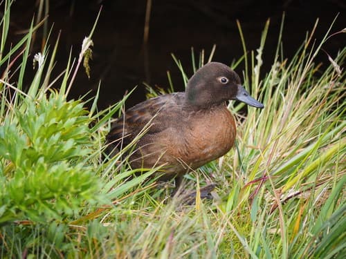 Campbell Islands Teal
