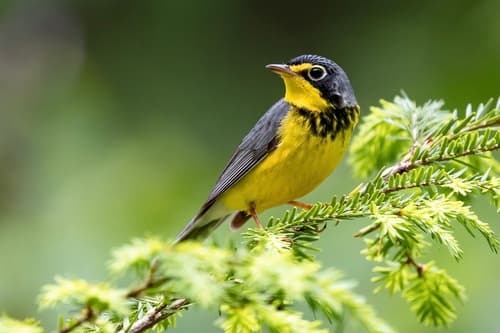 Canada Warbler