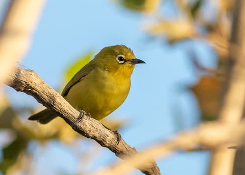 Canary White-eye