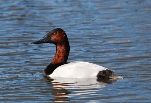 Canvasback