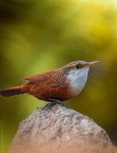 Canyon Wren