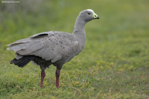 Cape Barren Goose