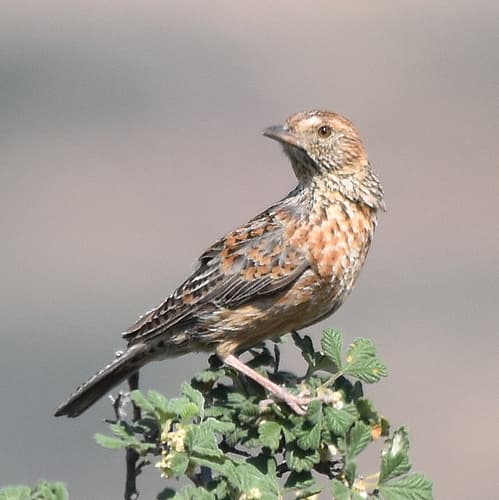 Cape Clapper Lark