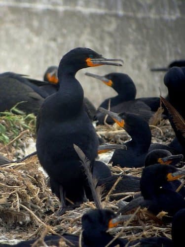Cape Cormorant