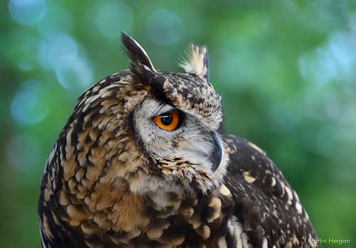 Cape Eagle-Owl