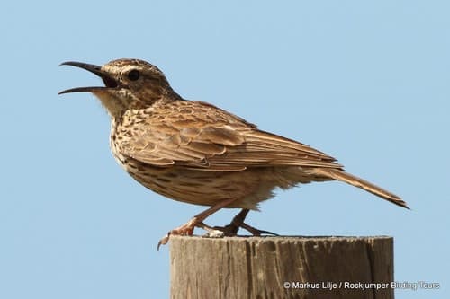 Cape Long-billed Lark