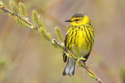 Cape May Warbler