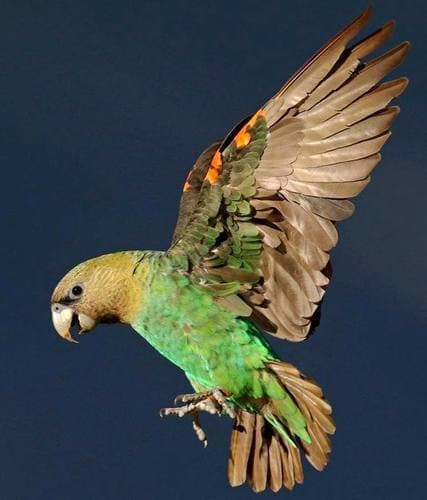 Cape Parrot