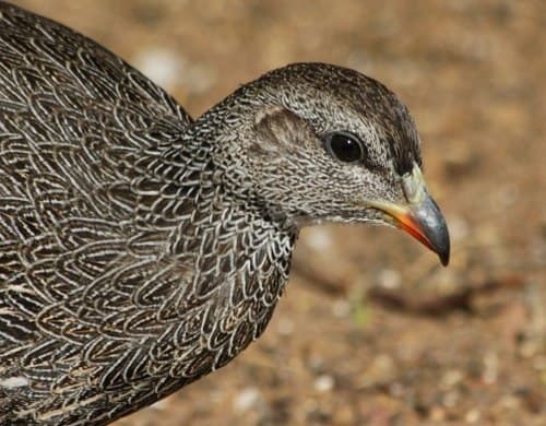 Cape Spurfowl