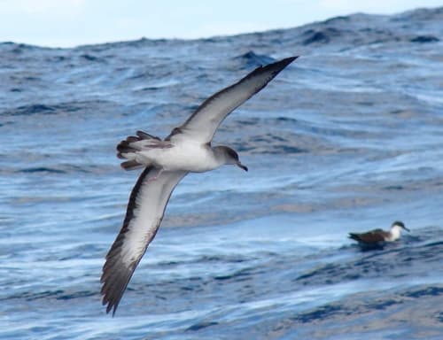 Cape Verde Shearwater
